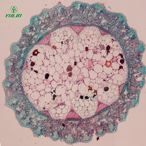 广东常见中药茎木类生物玻片