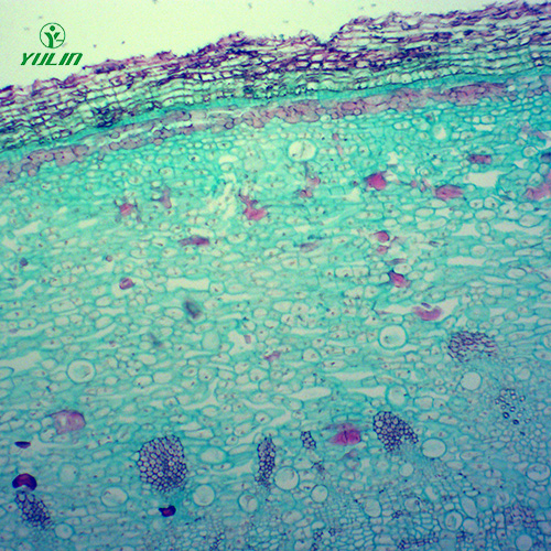 广东中药植物皮类显微实验玻片