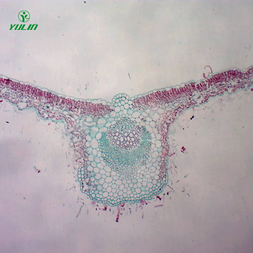 广东中药植物叶类显微实验玻片