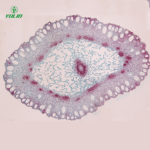 广东中药植物花类显微实验玻片
