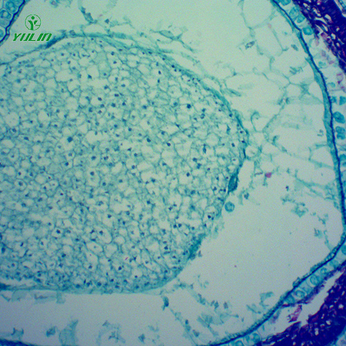 广东中药植物果实、种子类显微玻片
