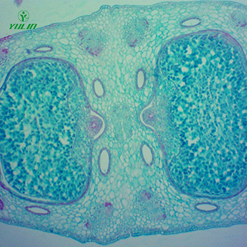 广东中药植物胚及果实类生物纤维玻片