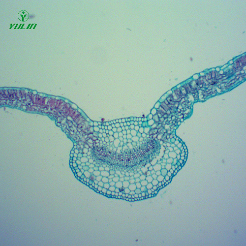 广东中药植物全草叶横切