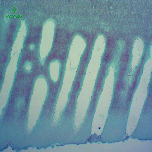 广东常见中药植物菌、藻类生物玻片