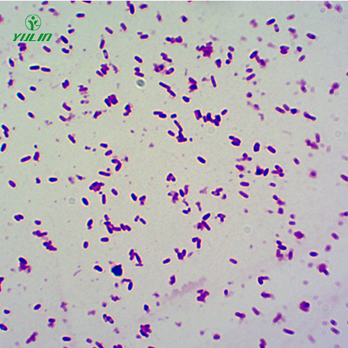 广东大肠杆菌菌种