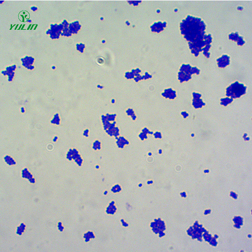 广东金黄色葡萄球菌菌种
