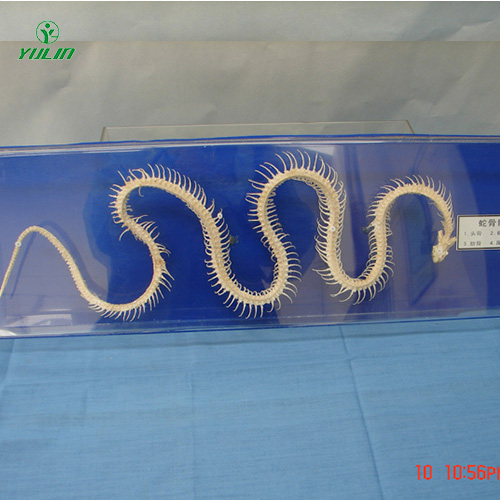 广东蛇骨骼标本