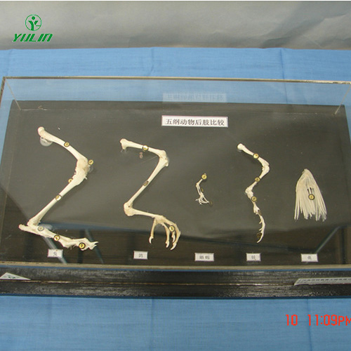 广东五纲动物后肢比较