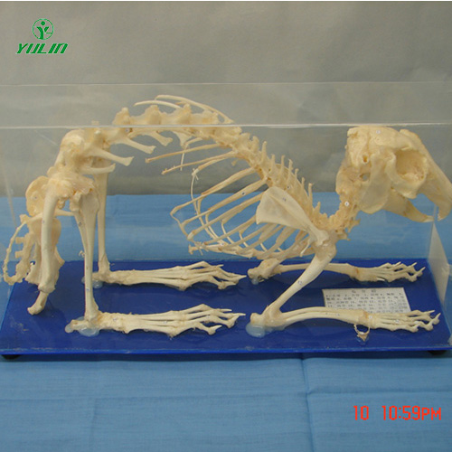 广东兔骨骼包埋标本