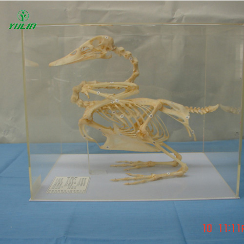 广东鸭骨骼包埋标本