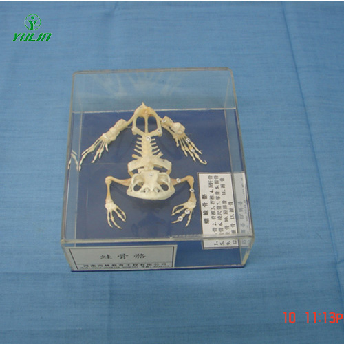 广东蛙骨骼包埋标本