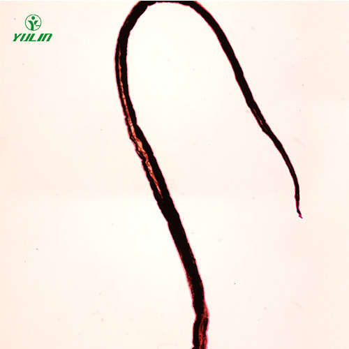 广东血吸虫雄虫装片