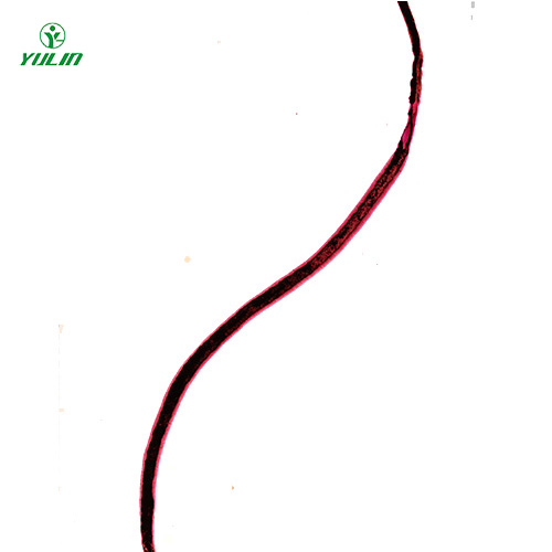 广东血吸虫雌虫装片