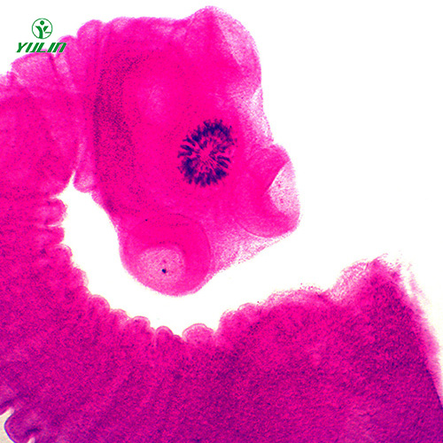 广东医学蠕虫绦虫装片