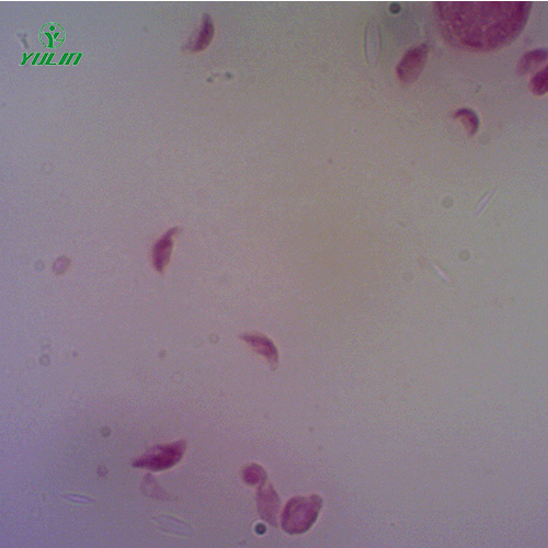 广东医学原虫孢子虫生物实验玻片