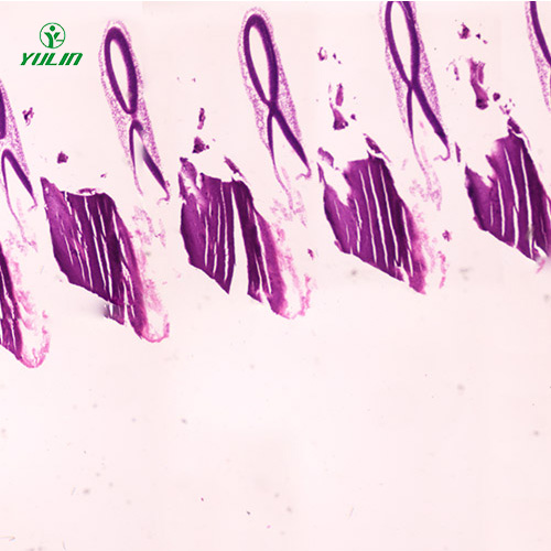广东动物胚胎学生物显微切片