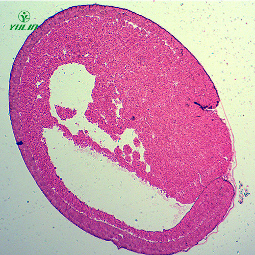 广东蛙胚胎发育时期切片