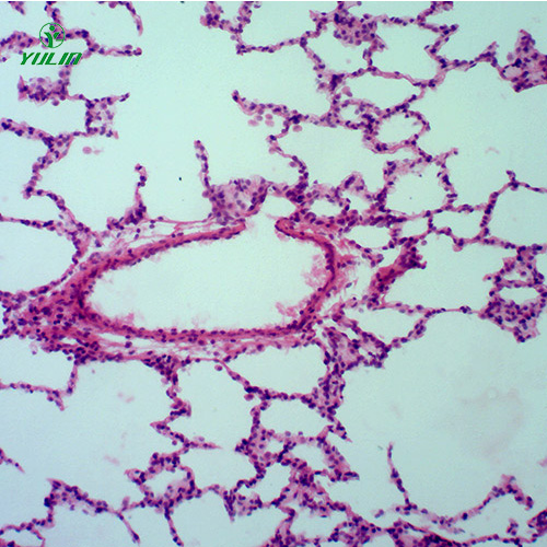 广东组织学呼吸系统显微玻片