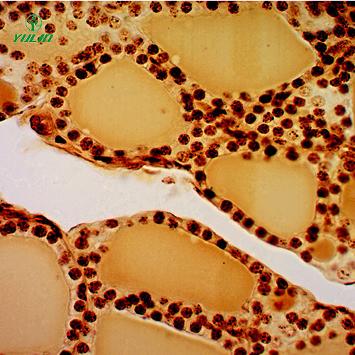 广东组织学内分泌系统显微玻片