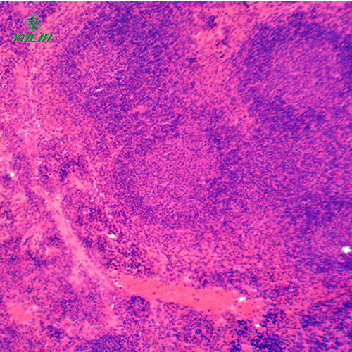 广东组织学免疫系统显微玻片