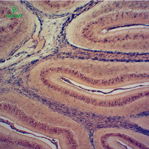 广东组织学神经系统显微玻片
