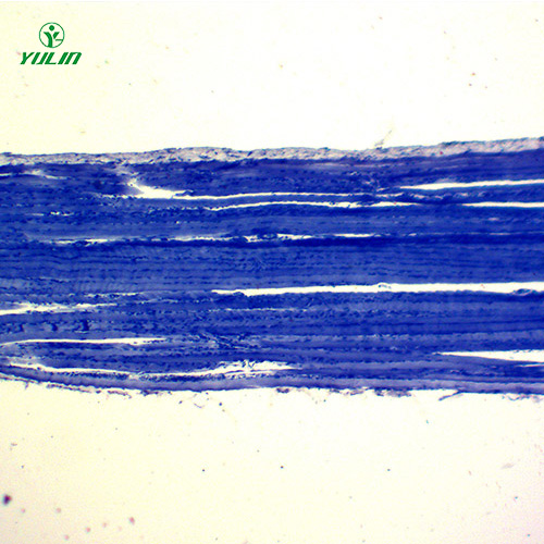 广东组织学肌肉组织生物切片