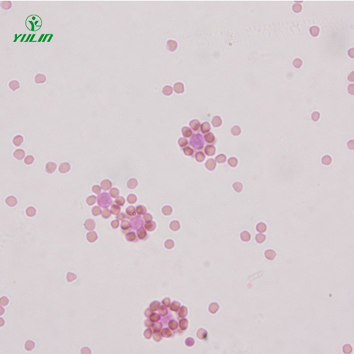 广东免疫学生物实验玻片标本