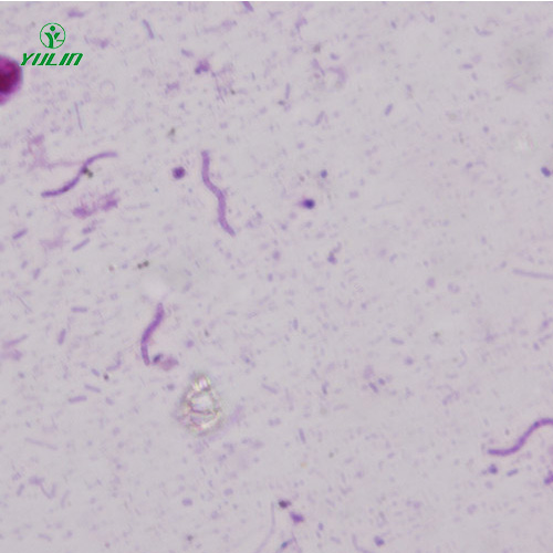 广东螺旋菌生物显微实验标本片