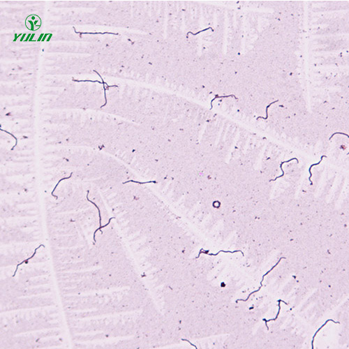 广东细菌、真菌类生物标本片