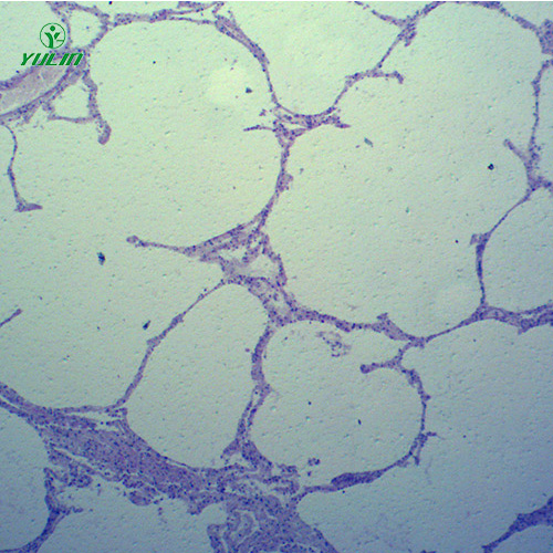 广东动物病理学心血管及呼吸系统疾病切片
