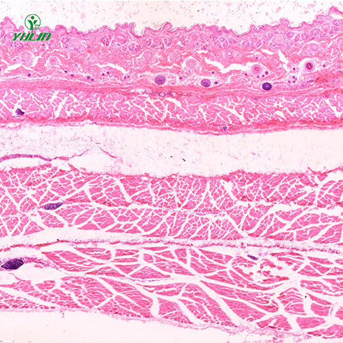 广东哺乳类动物显微实验玻片