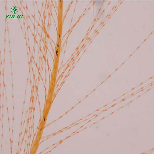 广东各种鸟类生物玻片