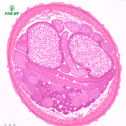 广东线虫动物生物学实验切片
