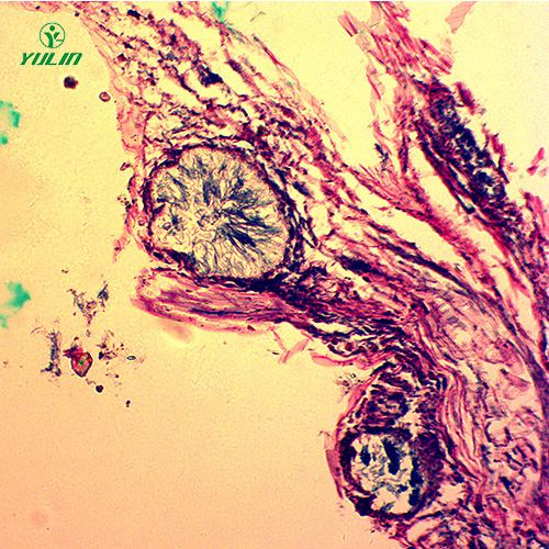 广东观赏植物病害标本片