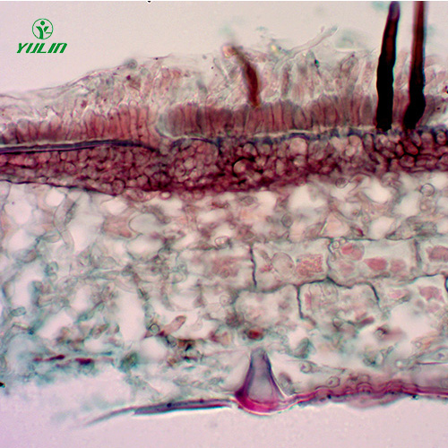 广东果树病害标本片