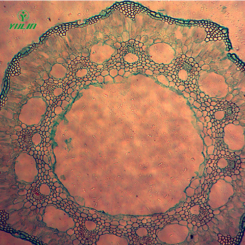 广东葫芦科植物病害切片