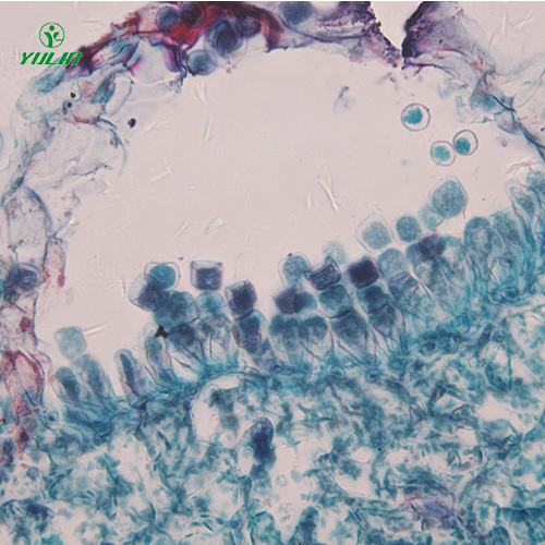 广东十字花科植物病害标本片