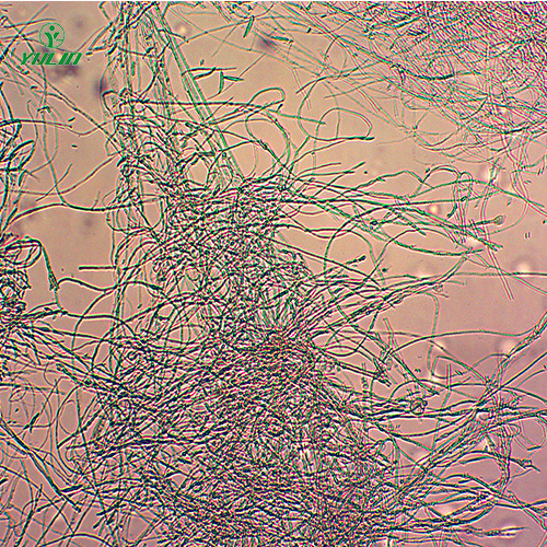 广东棉麻植物病害标本片