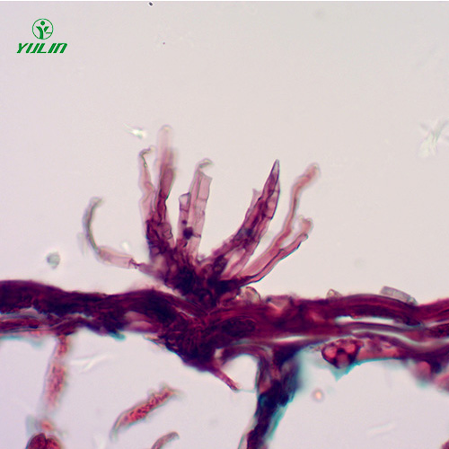 广东油料作物病害标本片