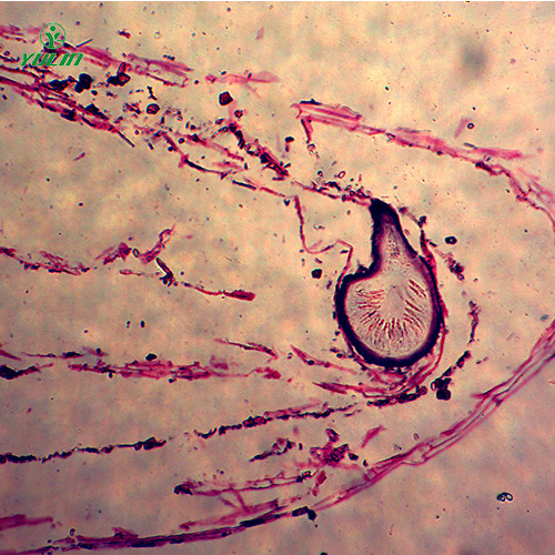 广东子囊菌植物病理玻片