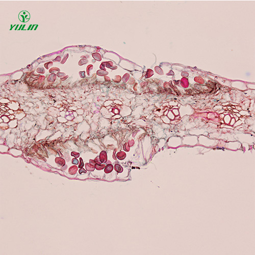 广东鞭毛菌植物病理实验切片