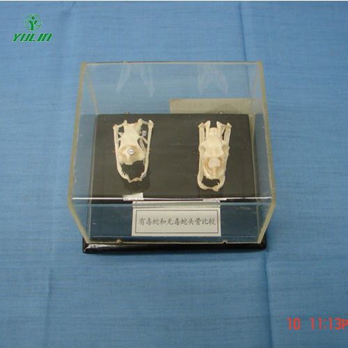 广东蛇头骨比较