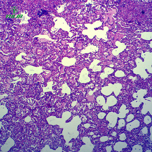 广东动物病理学炎症类切片
