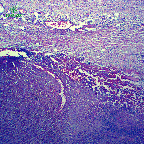 广东动物病理学肿瘤类切片