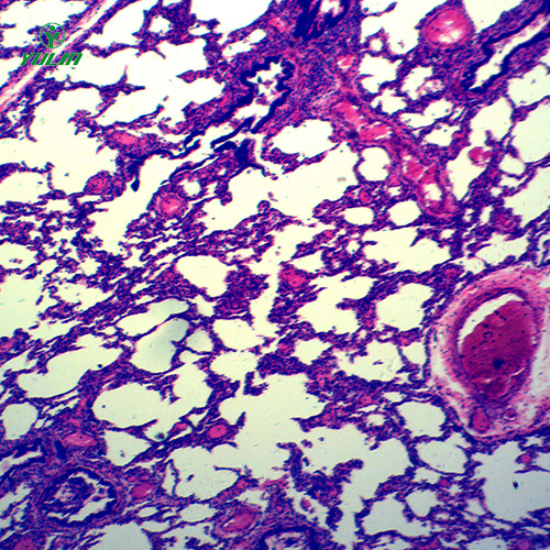 广东循环系统浸制标本