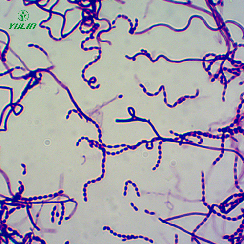 广东放线菌生物玻片