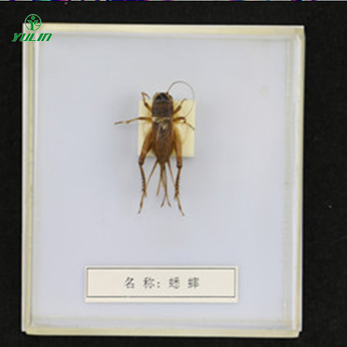 广东益虫标本20种