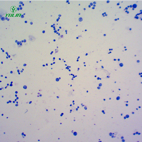 广东医学原虫鞭毛虫生物实验切片