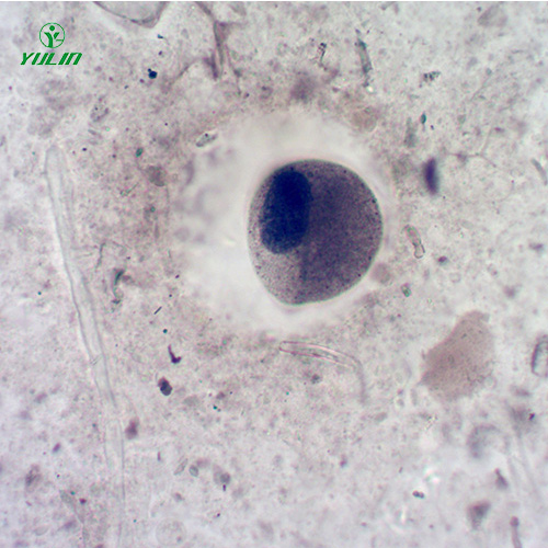 广东医学寄生虫纤毛虫玻片