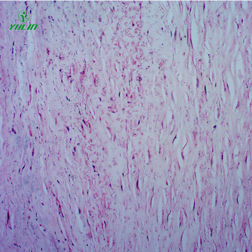 广东人体心血管及呼吸系统疾病玻璃玻片